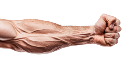 Png of A close-up of a muscular male arm with prominent veins flexing in a fist, showcasing strength and fitness.