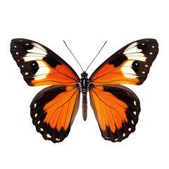 Naklejka premium a vibrant butterfly specimen displayed with its wings fully spread showcasing striking orange black and white patterns ideal for educational purposes or aesthetic appreciation