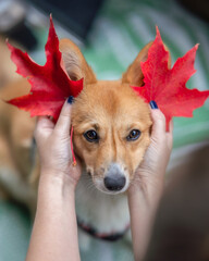 A person holding colorful autumn leaves next to an adorable Pembroke Welsh corgi dog. Fall foliage seasonal pet image 
