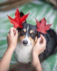 A person holding colorful autumn leaves next to an adorable Pembroke Welsh corgi dog. Fall foliage seasonal pet image 