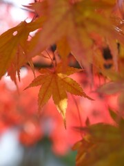 red maple leaves