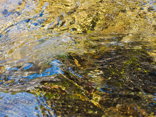 春の川　水の流れアップ232