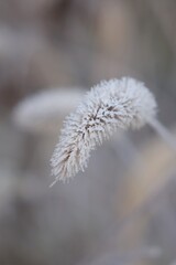 frost on branches
