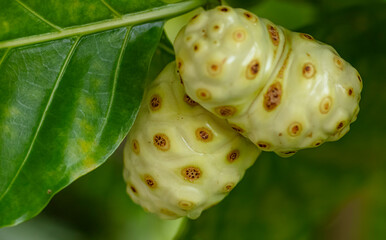 Fruit de noni - Morinda Citrifolia en Polynesie	