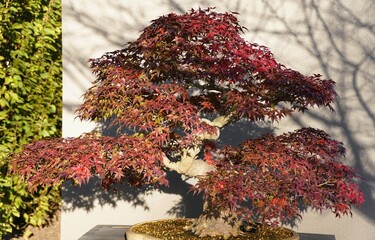 A Japanese Maple bonsai tree with red leaves