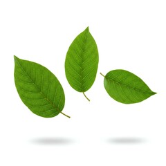 Obraz premium Three Fresh Green Leaves Isolated on White