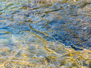 春の川　水の流れアップ260