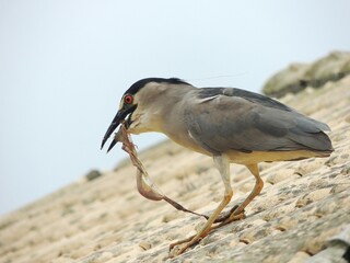 A bird feeding on the roof