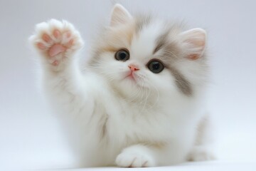 Fluffy kitten playfully raising one paw on a white background showcasing its adorable features and charm in a minimal setup