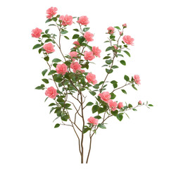 A 3D Climbing Rose Plant with Delicate Pink Flowers Isolated on Transparent Background