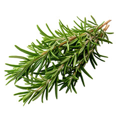 A Sprig of Rosemary with Aromatic Needle-like Leaves Isolated on Transparent Background