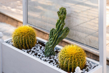Two round cacti and tall, sculpted cactus are arranged in white planter filled with decorative...