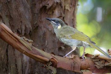 A Lewin's Honeyeater perched on a branch