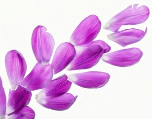 an artistic arrangement of vibrant tulips purple petals, suggesting delicate beauty and natural elegance