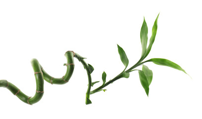 Beautiful decorative bamboo plant isolated on white