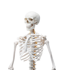 Artificial human skeleton model isolated on white