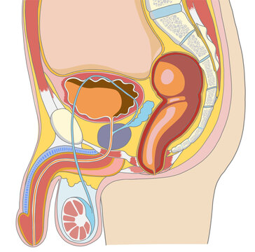 男性生殖器を含めた骨盤周辺の横からの解剖イラスト