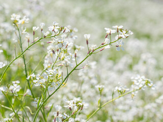 春の野原　ハマダイコンの花07