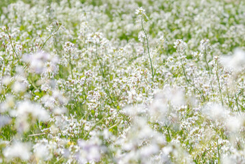 春の野原　ハマダイコンの花14