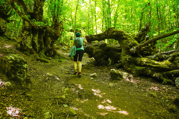 Beeches in the enchanted forest of the Riaño Reserve