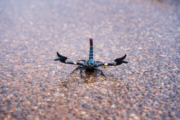 Dark Green Scorpion (Heterometrus spinifer ) in jungle road