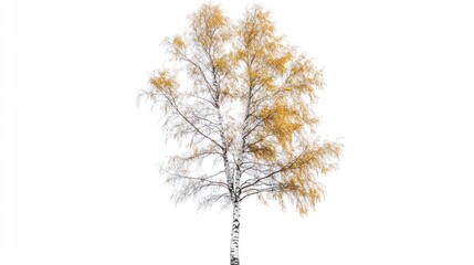 Fototapeta premium Isolated birch tree with autumnal foliage