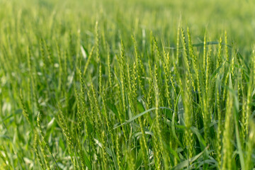 Fototapeta premium 麦畑