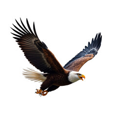 Obraz premium Eagle in flight, white isolated background