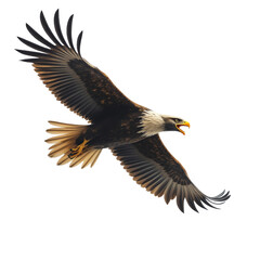 Obraz premium Eagle flying, white isolate background