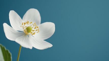 Obraz premium Elegant white flower with green details on blue background