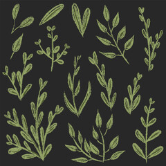 Set chalk botanic blossom floral elements. Branches, leaves, herbs, wild plants. Hand drawn garden, meadow, field foliage collection. Kids freehand vintage pencil textured vector illustration isolated