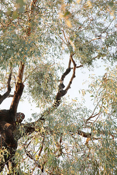 looking up through to a large weeping gum tree branches