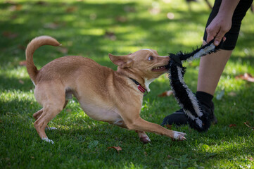 small dog playing tug