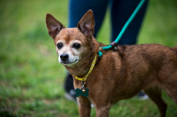 old dog on leash