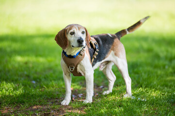 old beagle outside on grass