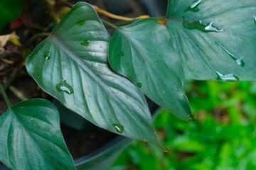 Philodendron black cardinal or homalomena black leaves growth in the pot. Tanaman hias