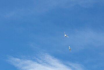 Itata'e (Gygis alba) oiseau marin Polynésien