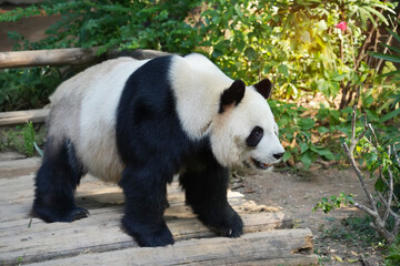 Portrait of panda bear close up. Cute China animals. Close up view of the panda's head.