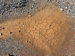 The background is an old cracked earth in cracks