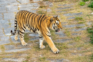Portrait of tigers in their natural habitat