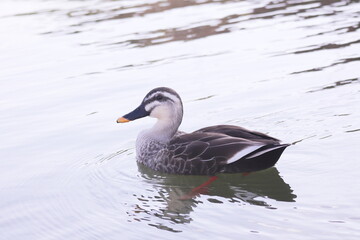 カルガモの横顔