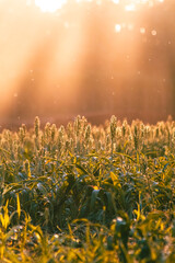 Sorgo