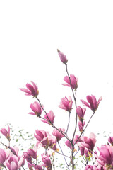 magnolia with dew drops isolated on white background