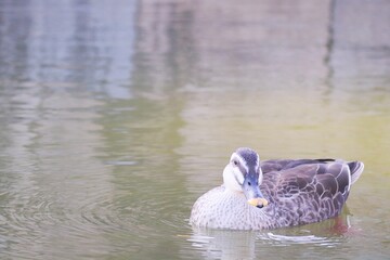 水に浮かぶカルガモ