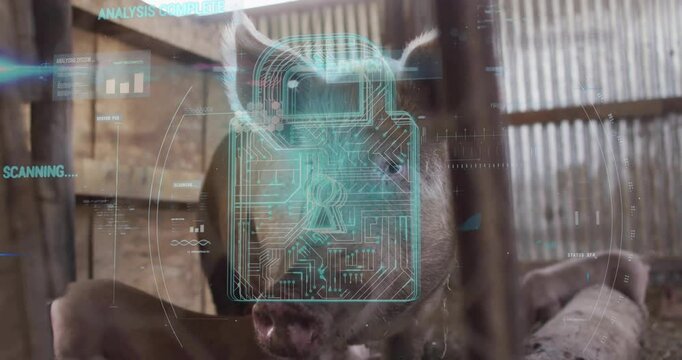 Pig in barn with digital lock and data processing animation overlay