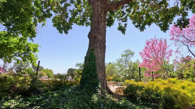 footage of a gorgeous spring landscape at the Los Angeles County Arboretum and Botanic Garden in Arcadia California USA