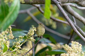 Yellow Warbler on the branch