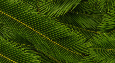 Green palm leaves arranged aesthetically in a natural pattern  