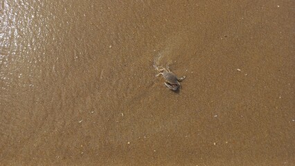 Pequeno caranguejo após a quebra das ondas da praia