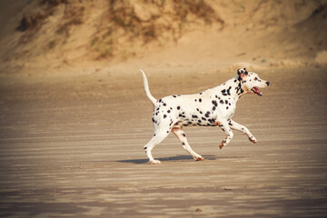 Happy Dalmatian dog running on a sandy beach. Energetic and playful pet enjoying outdoor freedom. Concept of joy, motion, and summer fun.